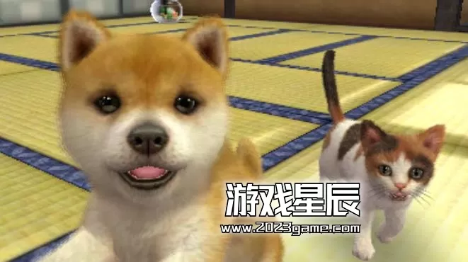 任天猫狗法国斗牛犬与新伙伴相处训练方法