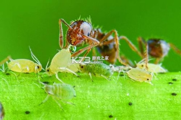 蚂蚁放置攻略新手入门技巧大全 蚂蚁放置攻略新手入门技巧大全
