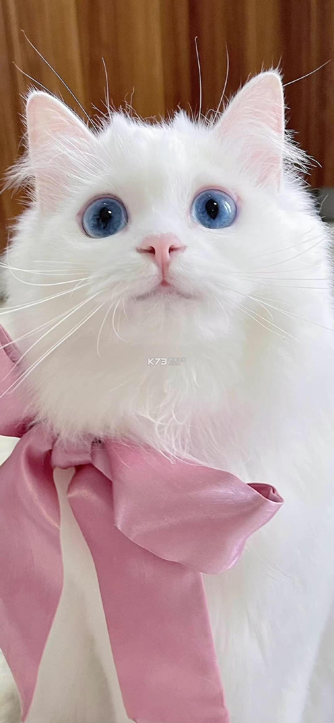 超级贱萌猫表情包大全可爱搞笑合集