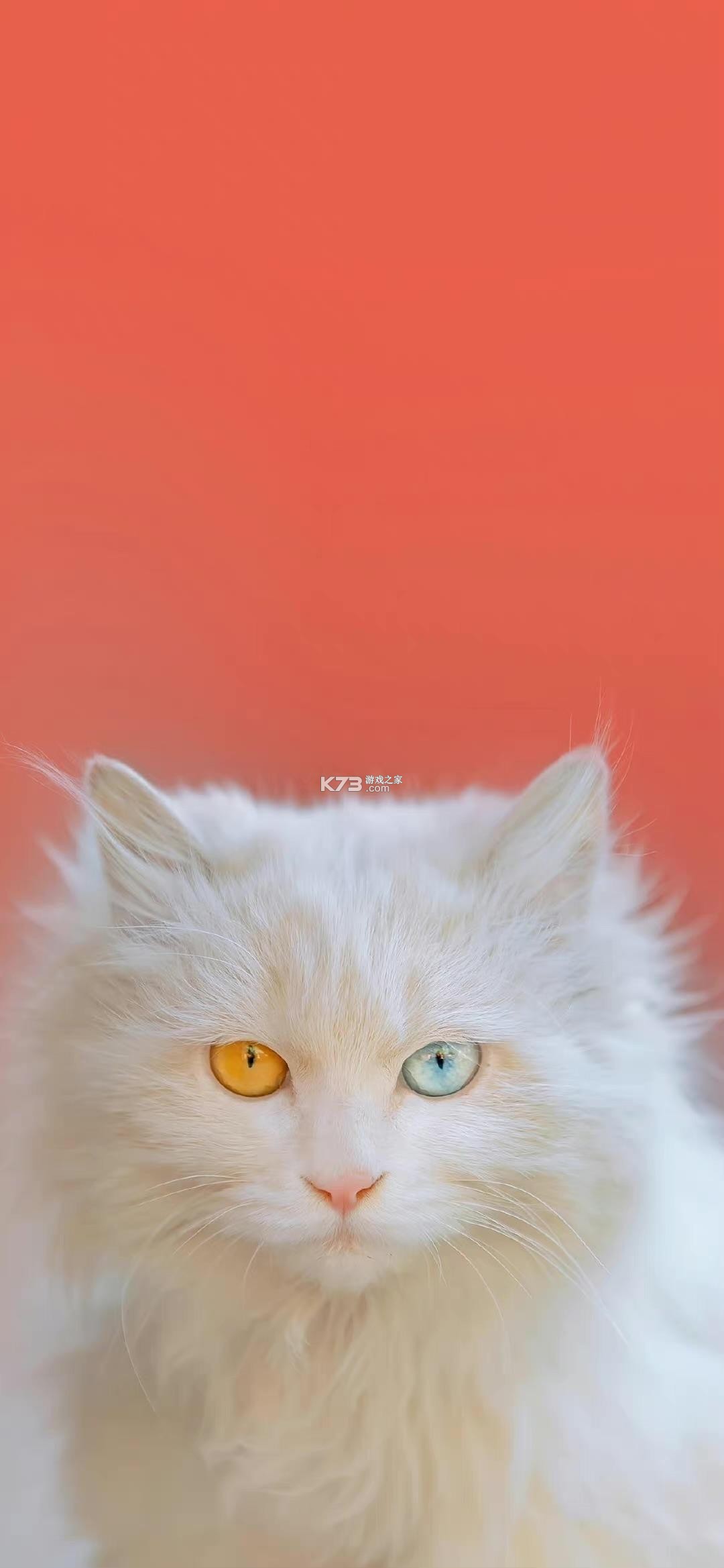 萌猫邦猫咪喂养攻略大全