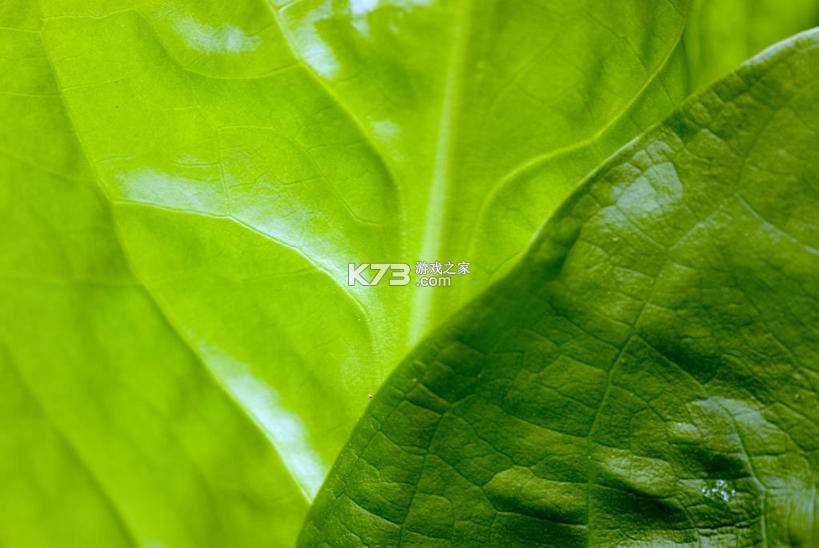 叶子微淘购物攻略省钱技巧分享