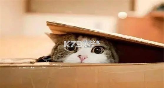 猫咪走丢找回方法经验分享 猫咪走丢找回方法经验分享