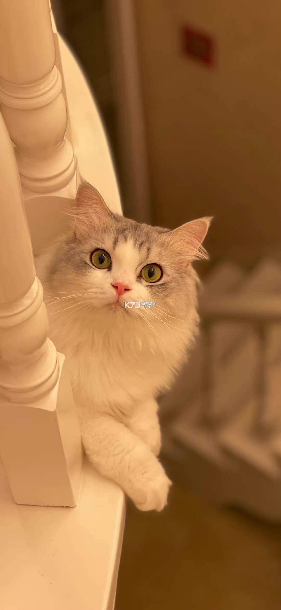 猫咪走丢找回方法经验分享