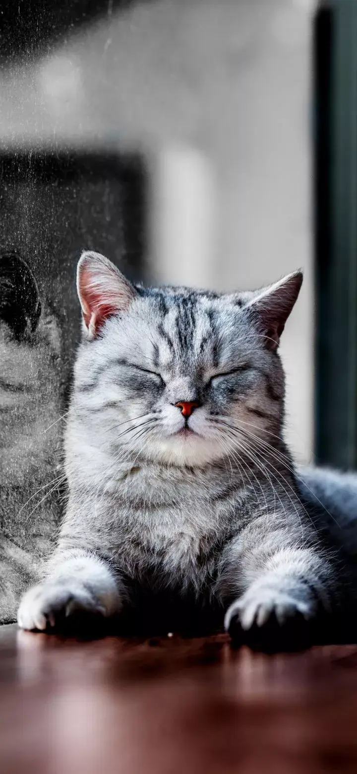 猫咪壁纸高清可爱大全集 猫咪壁纸高清可爱大全集
