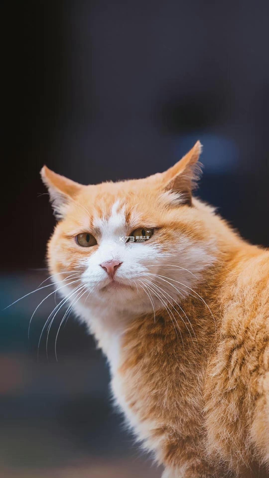 猫咪壁纸高清可爱大全集