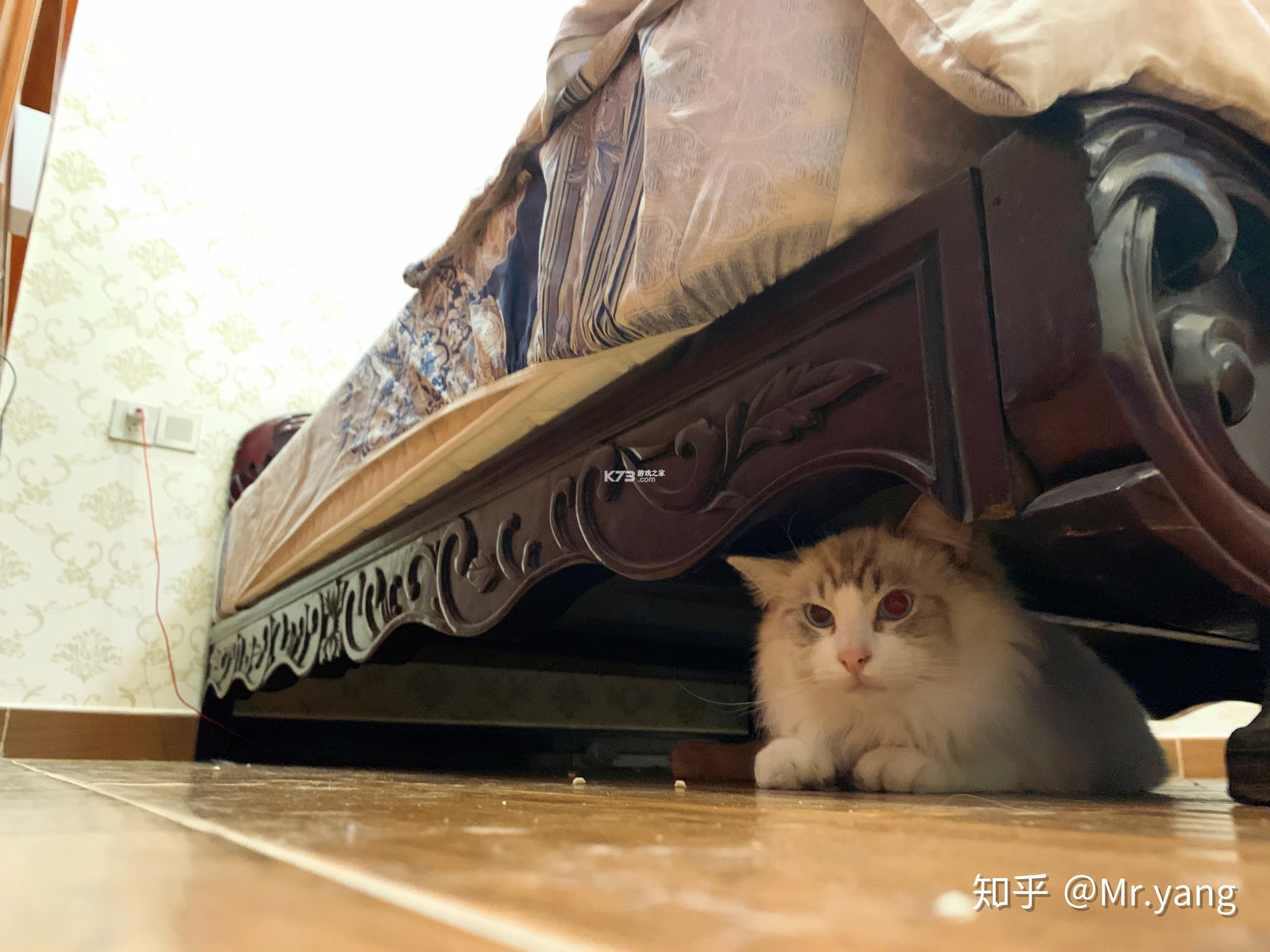 左瞄右喵ReeVoo新手养猫攻略 左瞄右喵ReeVoo新手养猫攻略