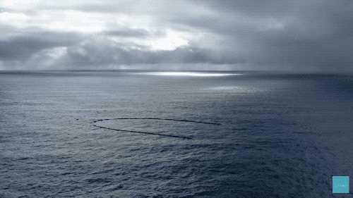 海洋清理行动如何高效清除海洋垃圾保护生态