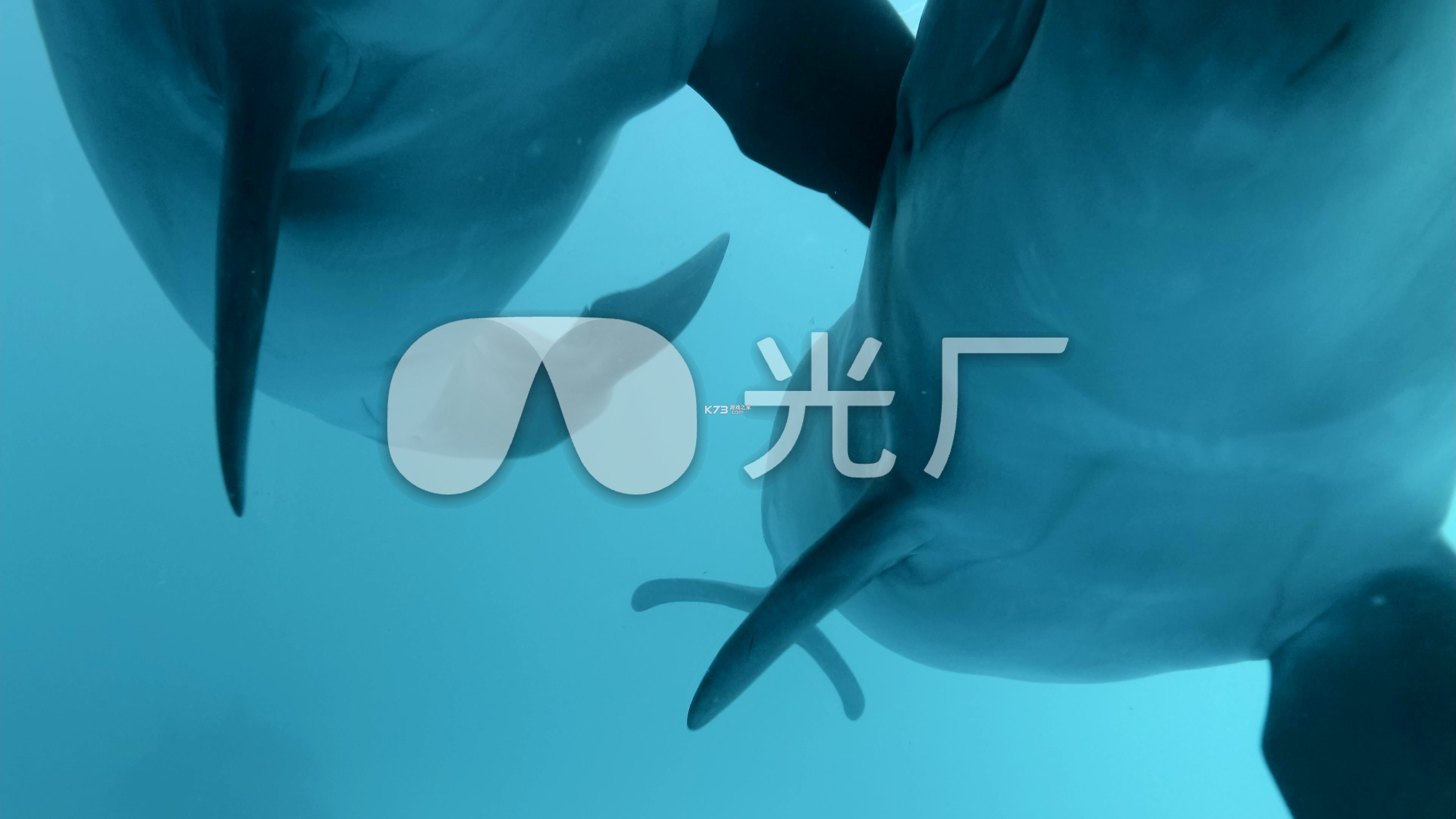 点击移动海豚怎么玩攻略