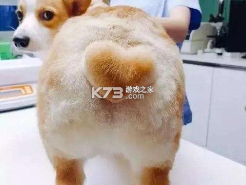 狗狗屁股红肿发炎怎么回事