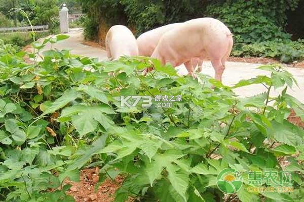 饲料植物有哪些品种适合养殖 饲料植物有哪些品种适合养殖
