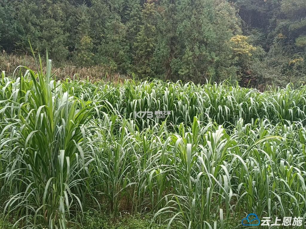 饲料植物有哪些品种适合养殖 饲料植物有哪些品种适合养殖