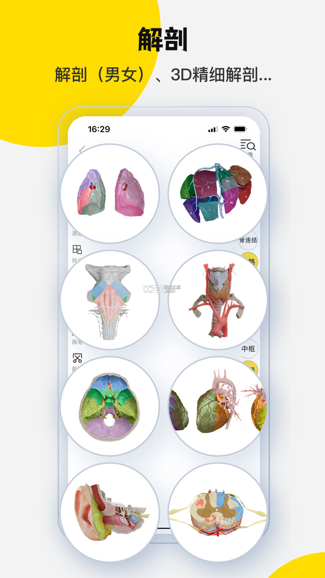 3Dbody解剖入门教程零基础快速掌握人体结构