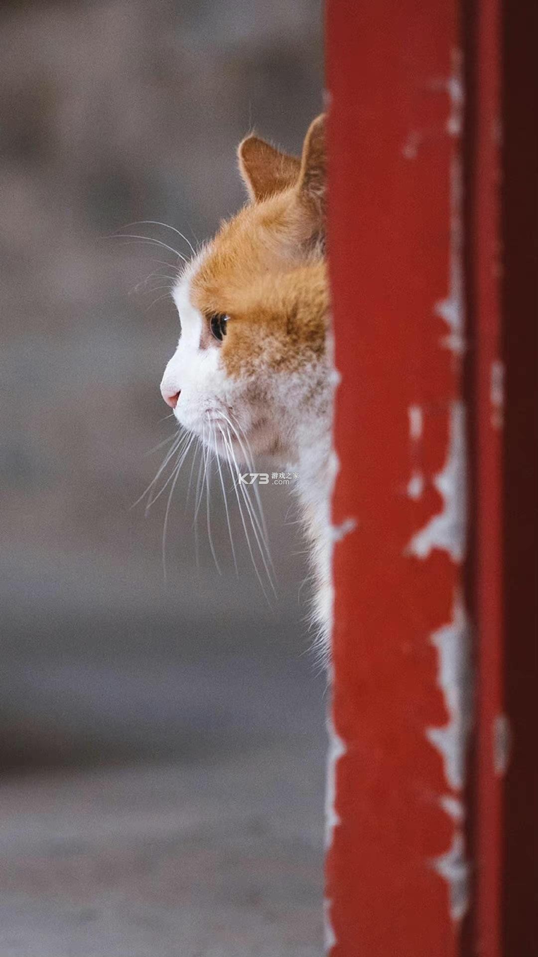 猫猫粉碎游戏攻略玩法技巧全解析