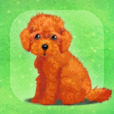 治愈的小狗养成游戏泰迪犬 v1.4 iphone/ipad版下载