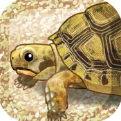 治愈的海龟育成 v1.1 安卓版下载