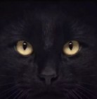 黑猫睁眼动态壁纸ios下载