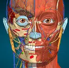 Anatomy Learning v2.1.381 下載