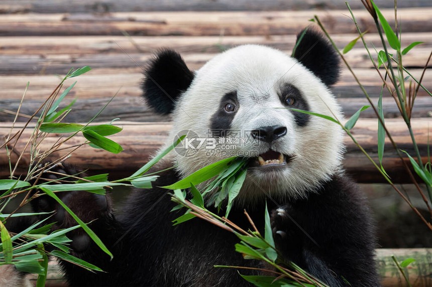 熊猫药药 v4.0.3.1 下载官方版 截图