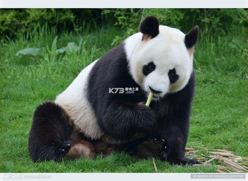 熊猫药药 v4.0.3.1 下载官方版 截图