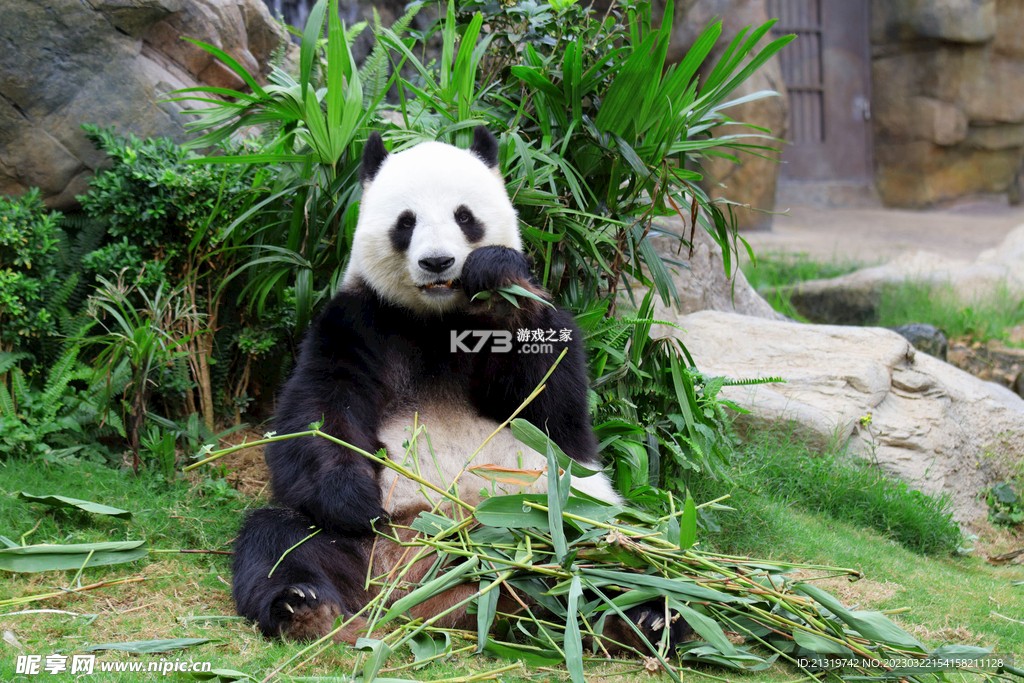熊猫药药 v4.0.3.1 下载官方版 截图