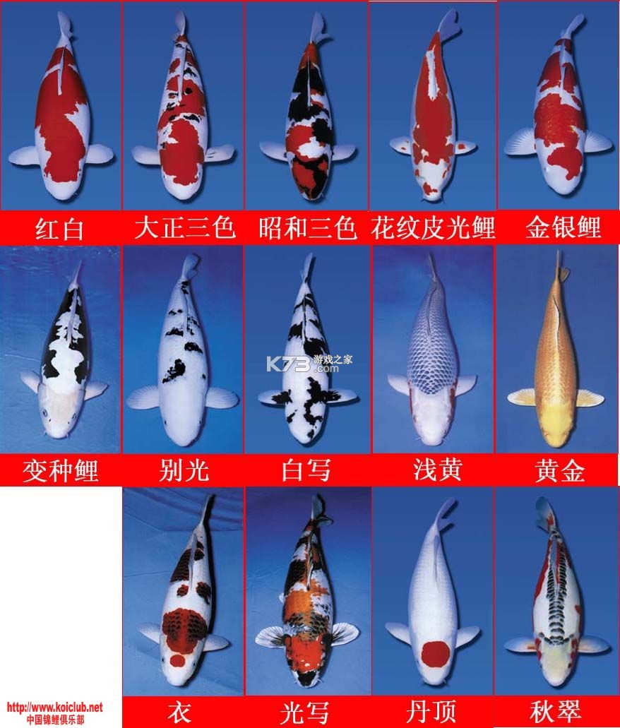 锦鲤鱼塘 v1.1 安卓下载软件 锦鲤鱼塘 v1.1 安卓下载软件