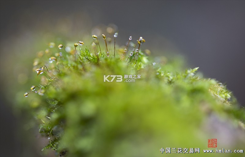 苔米花护听器 v1.0.0 官方app下载安装 截图