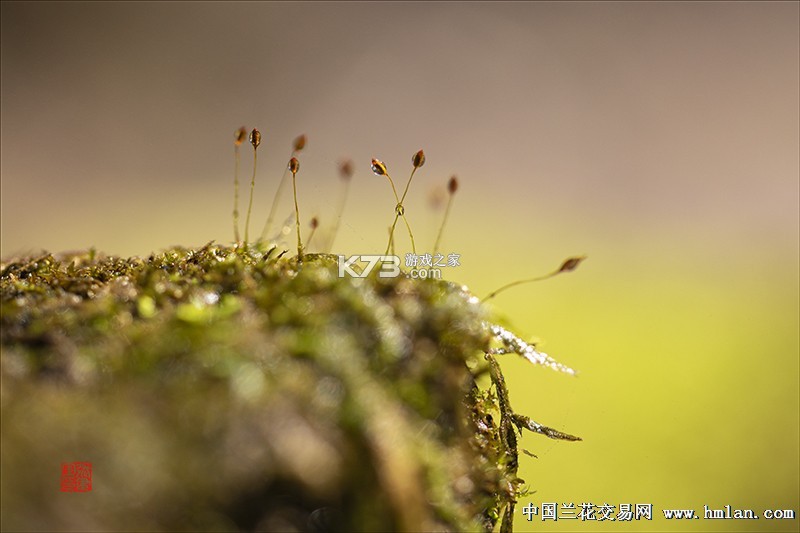 苔米花护听器 v1.0.0 官方app下载安装 截图