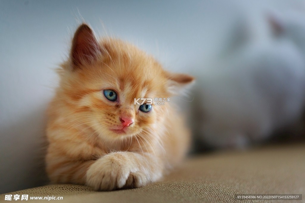 猫猫帽帽 v1.0 安卓游戏 截图