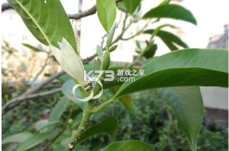 黄果 v1.0.6 app下载 截图