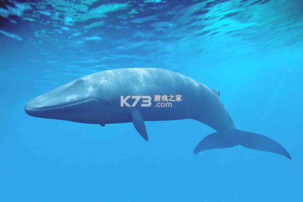 蓝鲸体育 v3.2.4 安卓app下载 截图