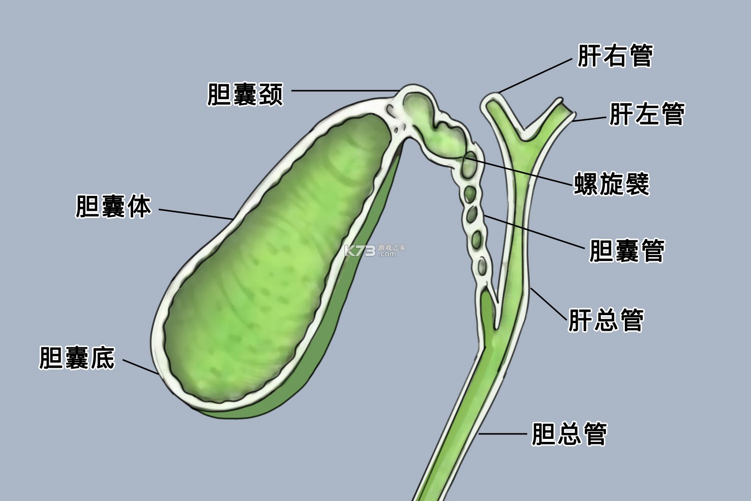 小手帕 v2.9.13 app下载