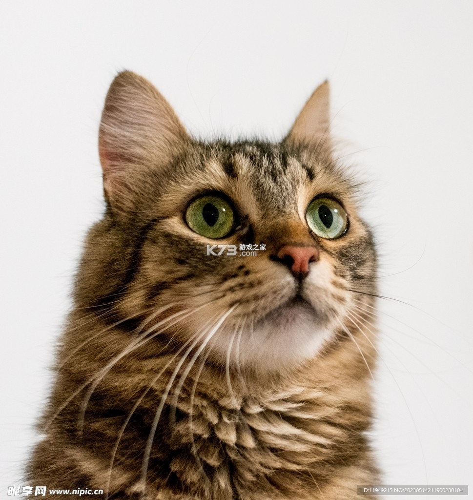 猫言狗语翻译器 v6.1.2022131432 app下载 截图