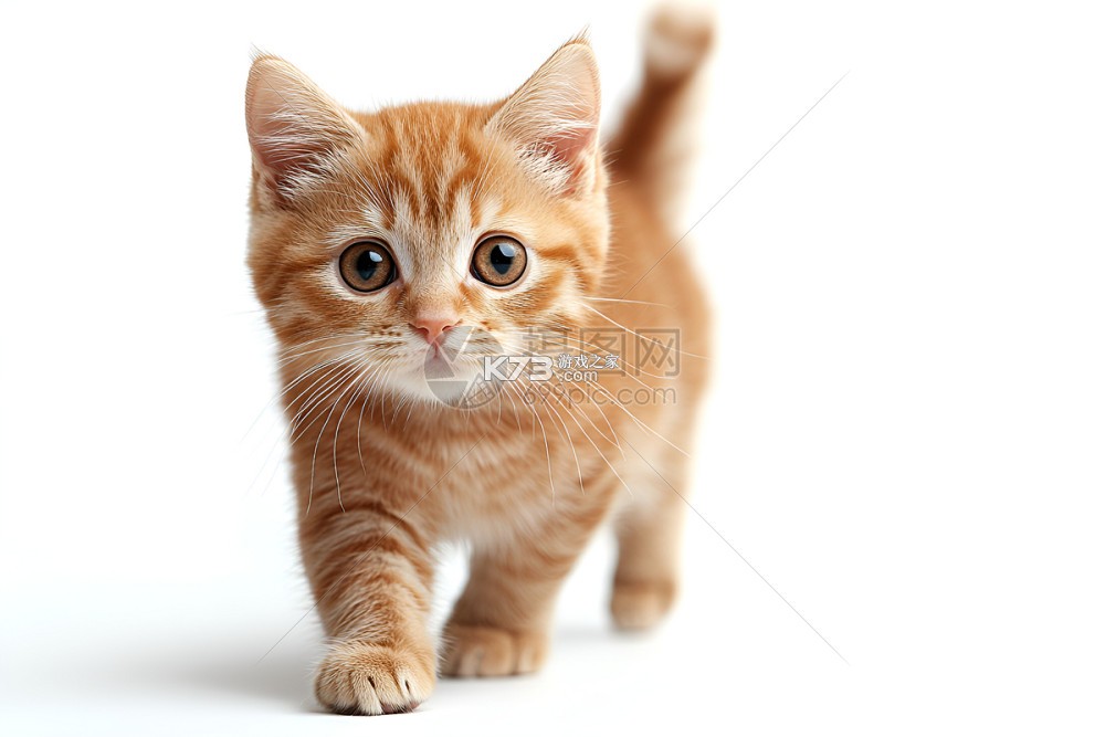 小橘猫宠物翻译 v3.0.2.302 app下载免费 截图