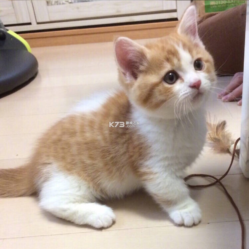 小橘猫宠物翻译 v3.0.2.302 app下载免费 截图