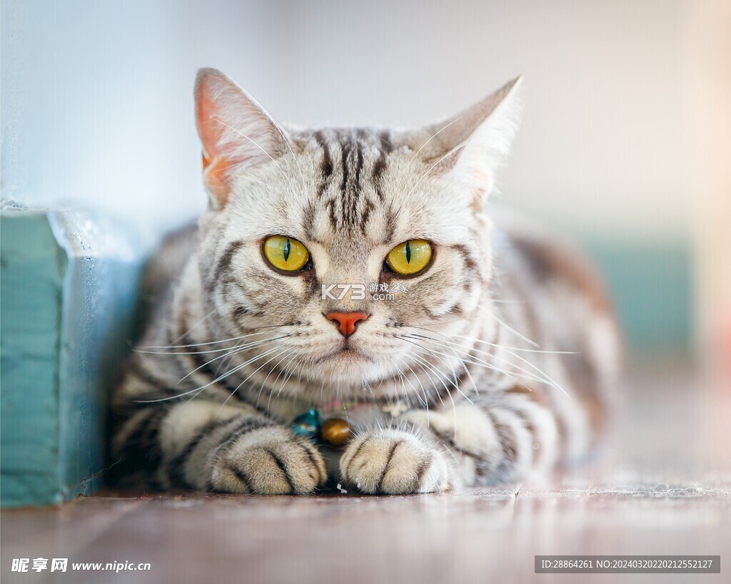 猫猫造梦屋合emoke v1.2 app下载免费 截图