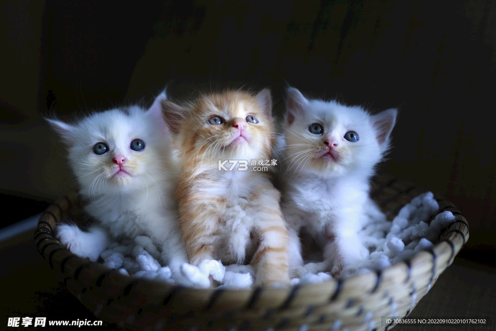 猫猫造梦屋合emoke v1.2 app下载免费 截图