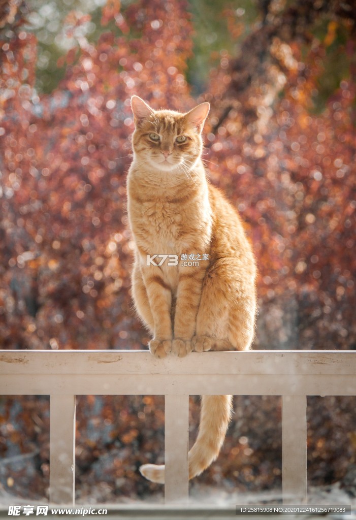 猫猫造梦屋合emoke v1.2 app下载免费 截图