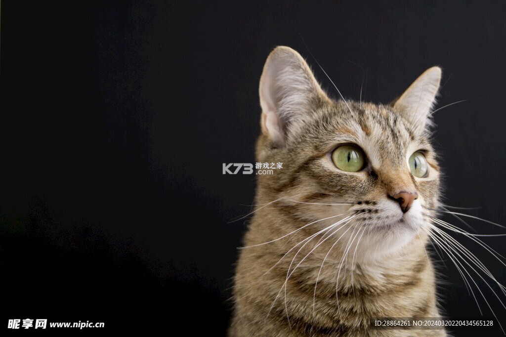 猫番阅读 v1.8.24 下载安装app 截图