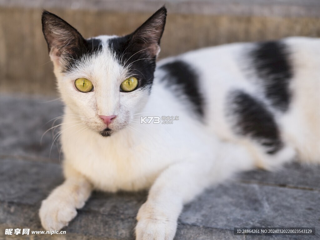 猫舍时光翻译 v1.4 app下载免费 截图