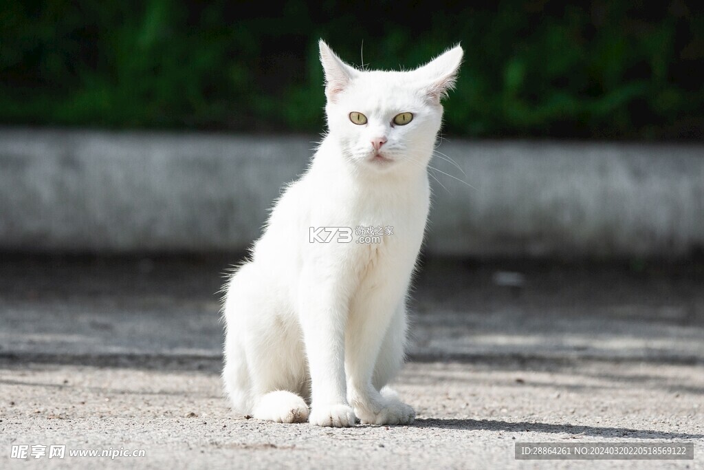 猫舍时光翻译 v1.4 app下载免费 截图